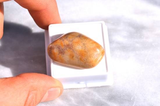 65.45 Carat Fossilized Coral