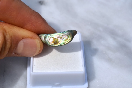10.56 Carat Bright and Beautiful Abalone Shell