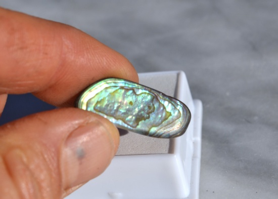 11.92 Carat Bright and Beautiful Abalone Shell