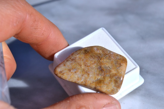 56.70 Carat Fossilized Coral