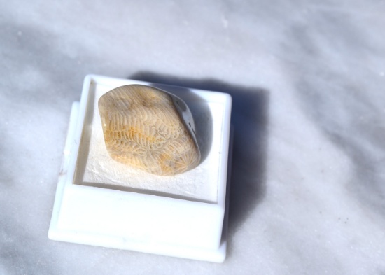 41.85 Carat Fossilized Coral