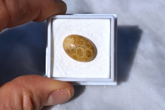 10.18 Carat Fine Fossilized Coral Cabochon