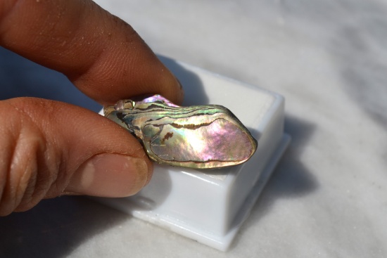 14.71 Carat Bright and Beautiful Abalone Shell