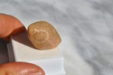 57.05 Carat Fossilized Coral