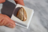 24.60 Carat Gorgeous Scenic Jasper