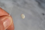 0.85 Carat White Opal
