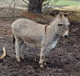Jack Donkey