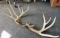 Antlers (158'')