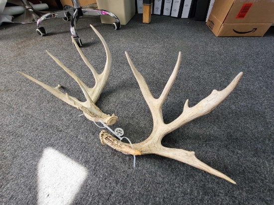 Antlers (144 in)