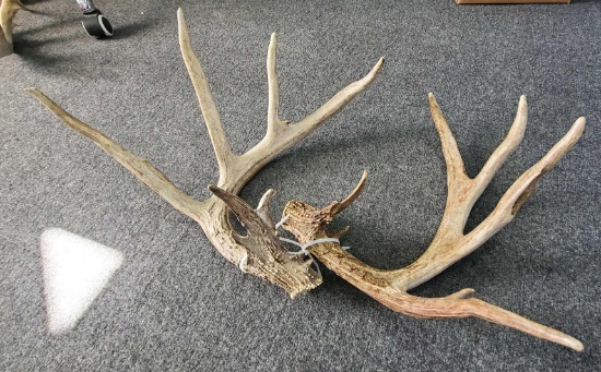 Antlers (167'')