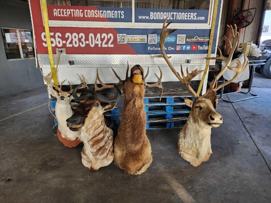 (1) Trophy White Tail Deer, (1) Trophy Wildebeest, (1) Trophy Caribou, (1) Elk