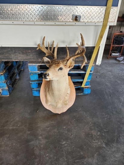 (1) Trophy White Tail Deer