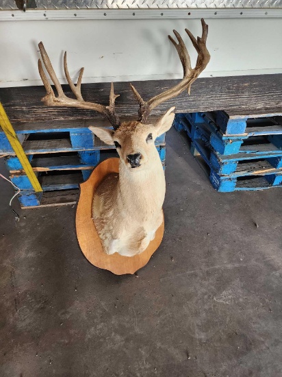 (1) Trophy White Tail Deer
