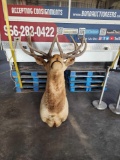 (1) Trophy Elk