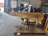 Exotic Kafue Taxidermy on Platform