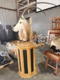 Exotic Scimitar Taxidermy Mount Display