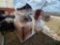 Rolling Office Chairs, Metal Red-Cushion Chairs, (1) Boxing Bag, Group of Wooden Shelves, Plus
