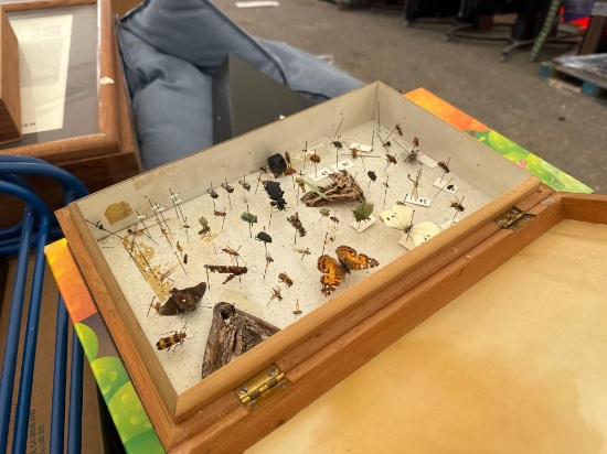 (1) Pallet w/ Decorative Pillows, (2) Insect Specimen Cases, SRA Reading Kit, etc.