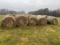 4 X 5 GRASS HAY, NET WRAP, BUYER TO LOAD