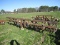 KMC 4 ROW ROLLING CULTIVATOR