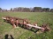 LILLISTON 4 ROW ROLLING CULTIVATOR
