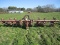 LILLISTON 4 ROW ROLLING CULTIVATOR