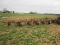 8-ROW BEDDER