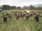 IH 13-TINE CHISEL PLOW
