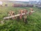 LILLISTON 2-ROW CULTIVATOR
