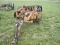 16 BLADE OFFSET DISC