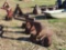 3-BOTTOM PLOW