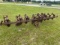 4-ROW CULTIVATOR