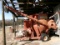 GEHL 135 HAMMER MILL
