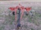 AGCO TEDDER