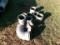 IRRIGATION FITTINGS