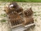 PALLET ROLLING CULTIVATOR GANGS