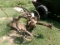 A408 HORSE DRAWN PLOW