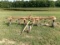 4 BASKET TEDDER