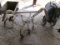 HORSE DRAWN CULTIVATOR