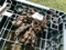 PLANTER COGS