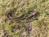 CULTIVATOR PARTS