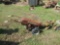 GRAVELY MACHINE
