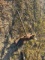 HAY SPEAR