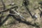 NELSON 100 GUN