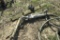 NELSON 150 GUN