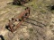 HAY SPEAR