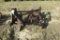 3 B PLOW