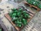 JD 1720 PLANTER PARTS
