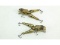 Pair of Jointed Frog Fishing Lures