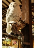 Snowy Owl Taxidermy